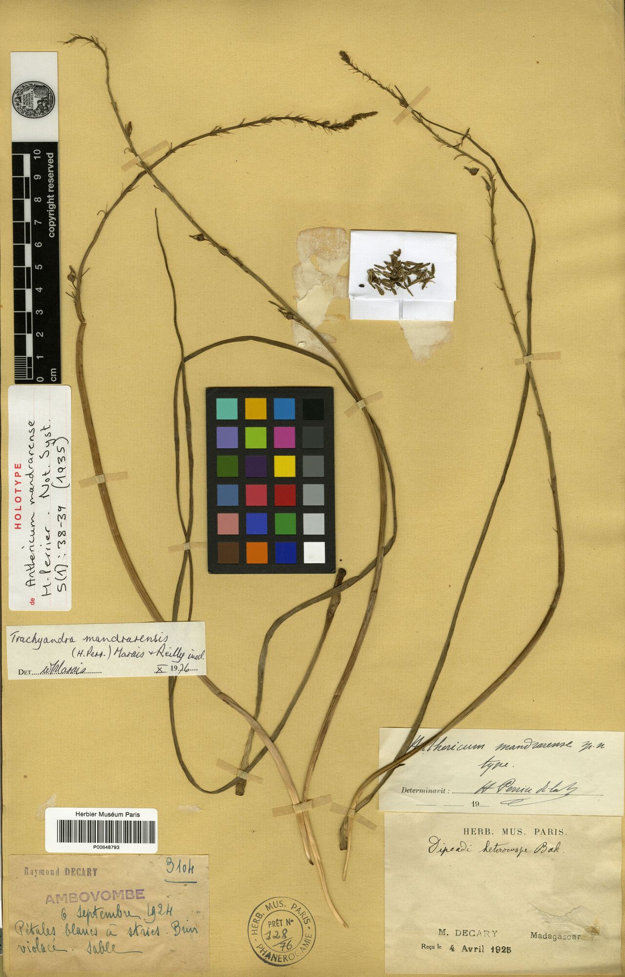 Trachyandra mandrarensis — related species from the same genus