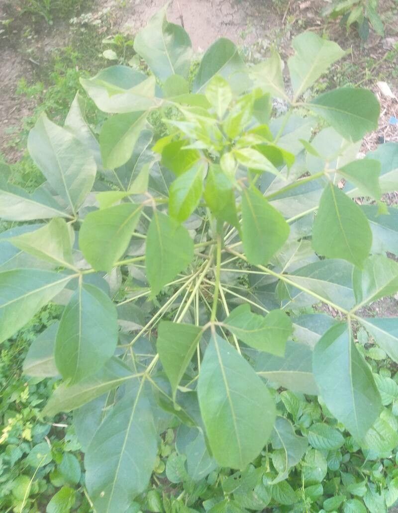 Crateva adansonii habit