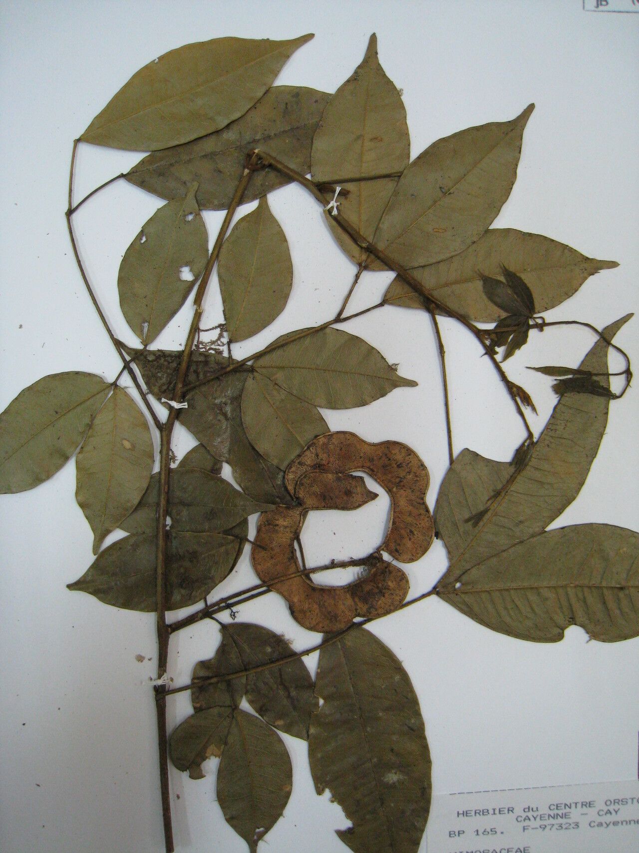 Jupunba laeta fruit