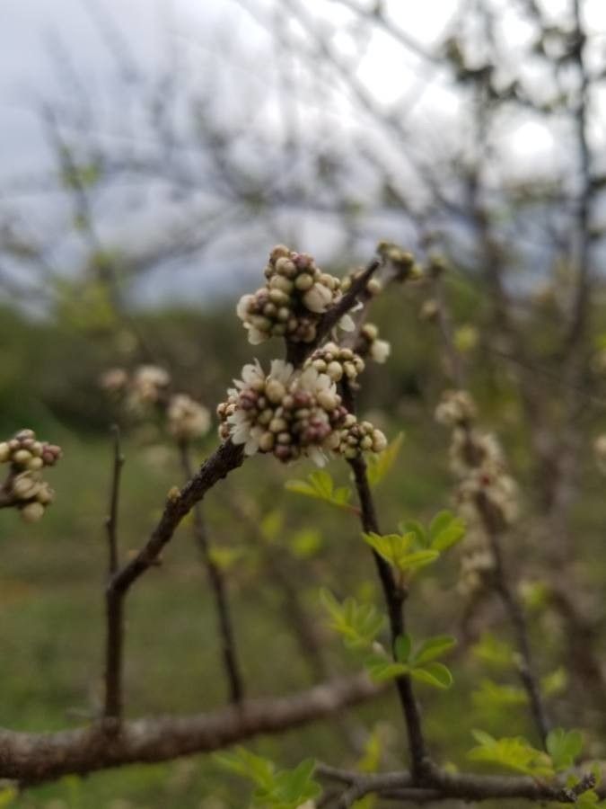 Rhus microphylla — search result for 'Anacardiaceae'