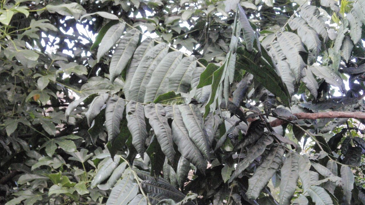 Flindersia schottiana — search result for 'Guinea'