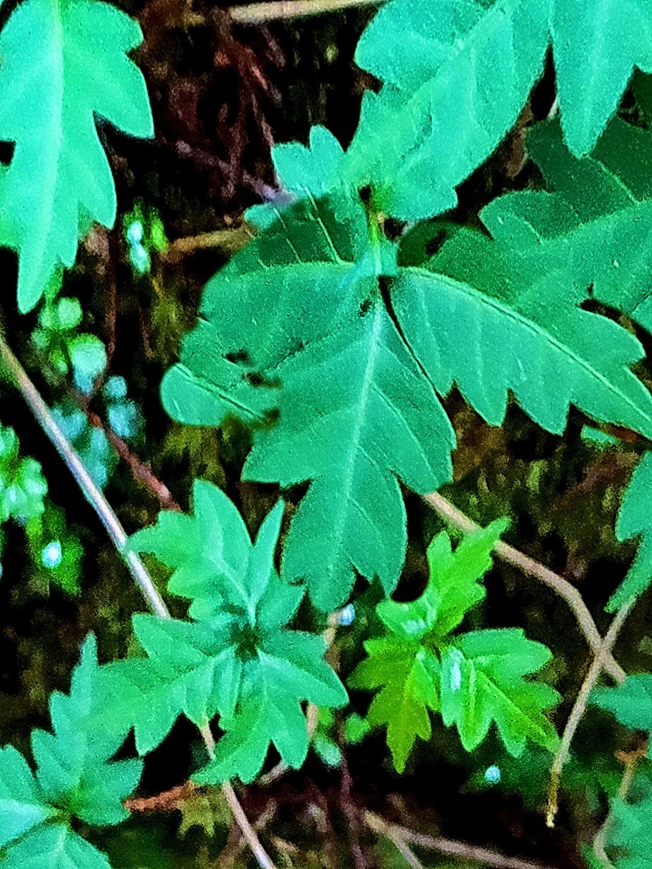 Toxicodendron orientale