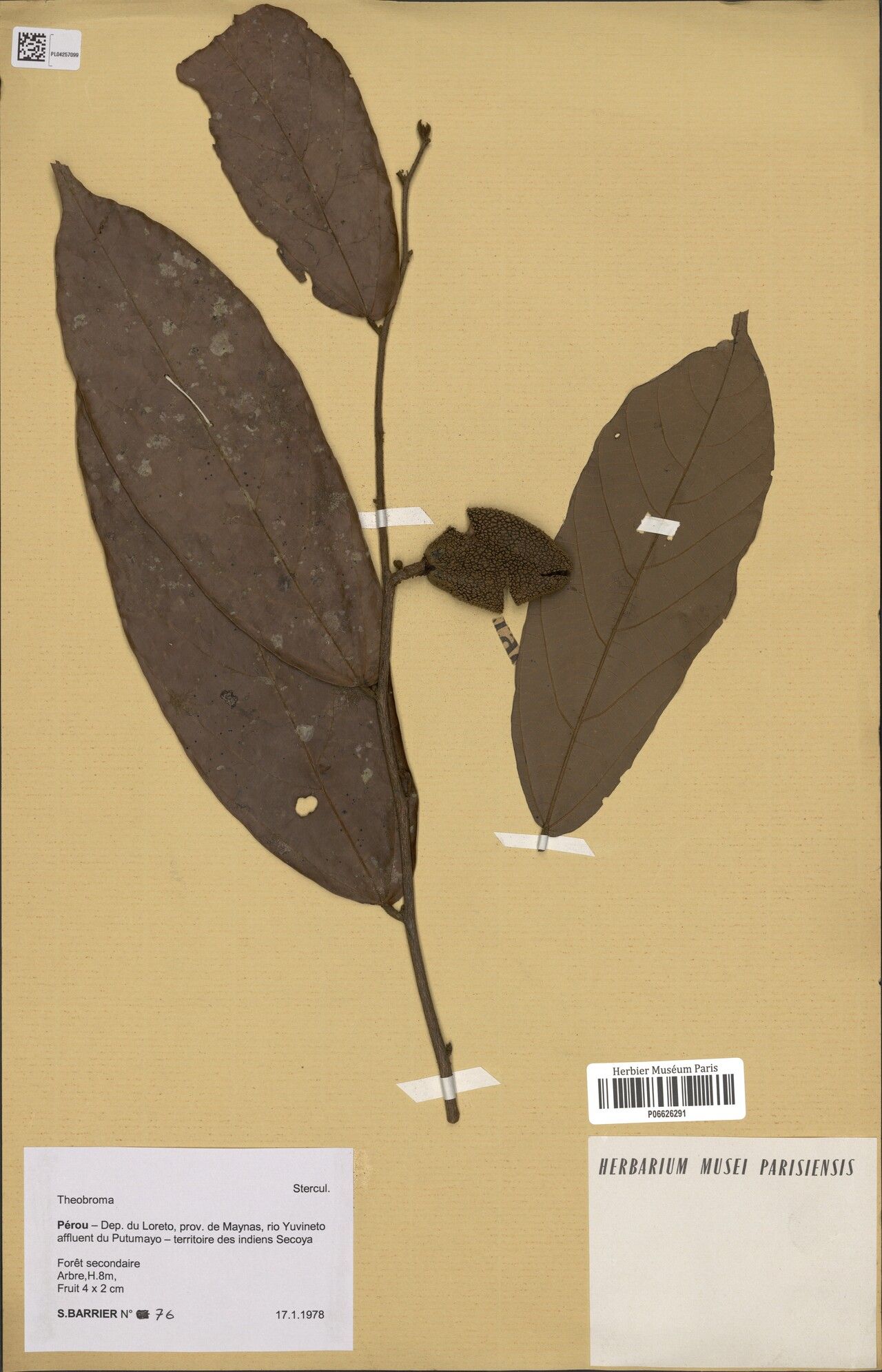 Theobroma obovatum fruit