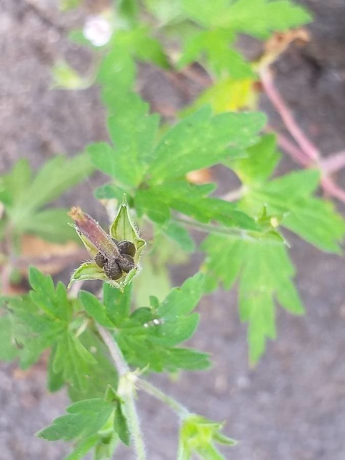 Geranium sibiricum fruit