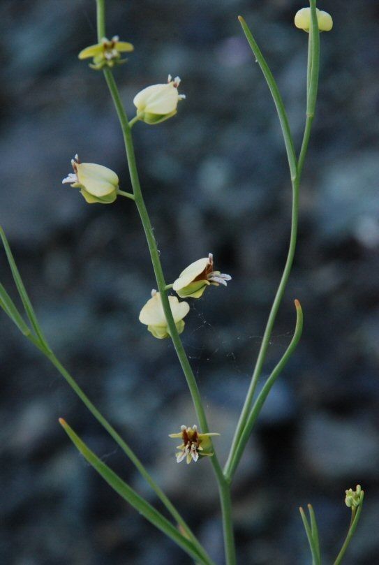 Streptanthus polygaloides habit