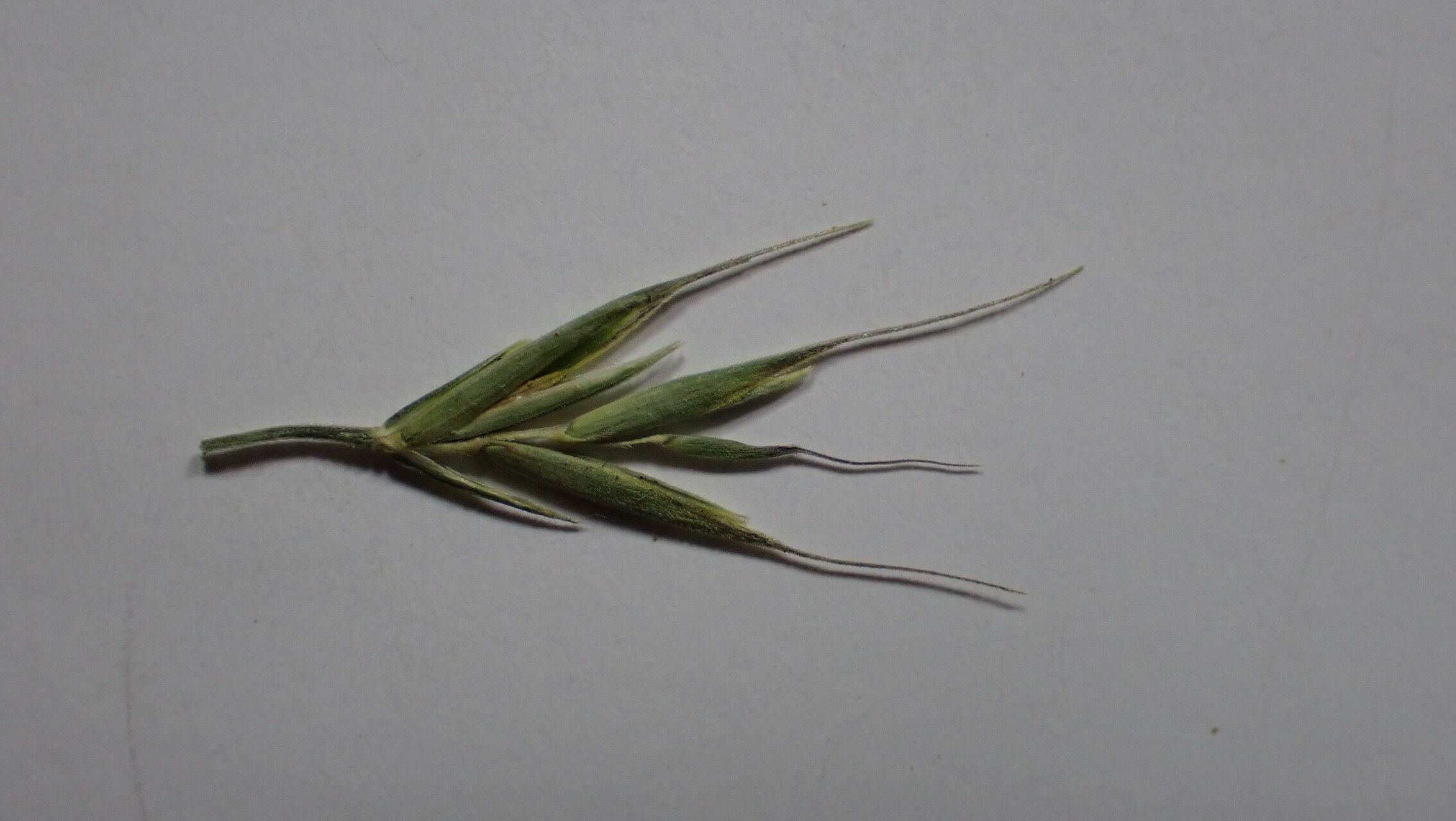 Festuca polycolea fruit