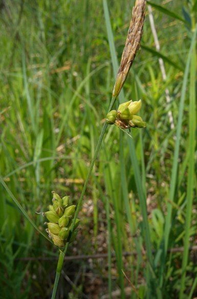 Carex meadii habit