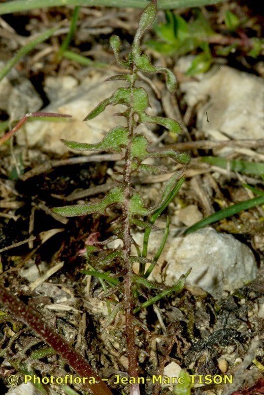 Taraxacum tortilobum habit