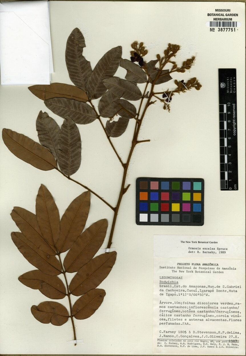 Ormosia excelsa — houseplant care guide