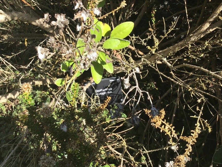 Ozothamnus leptophyllus habit