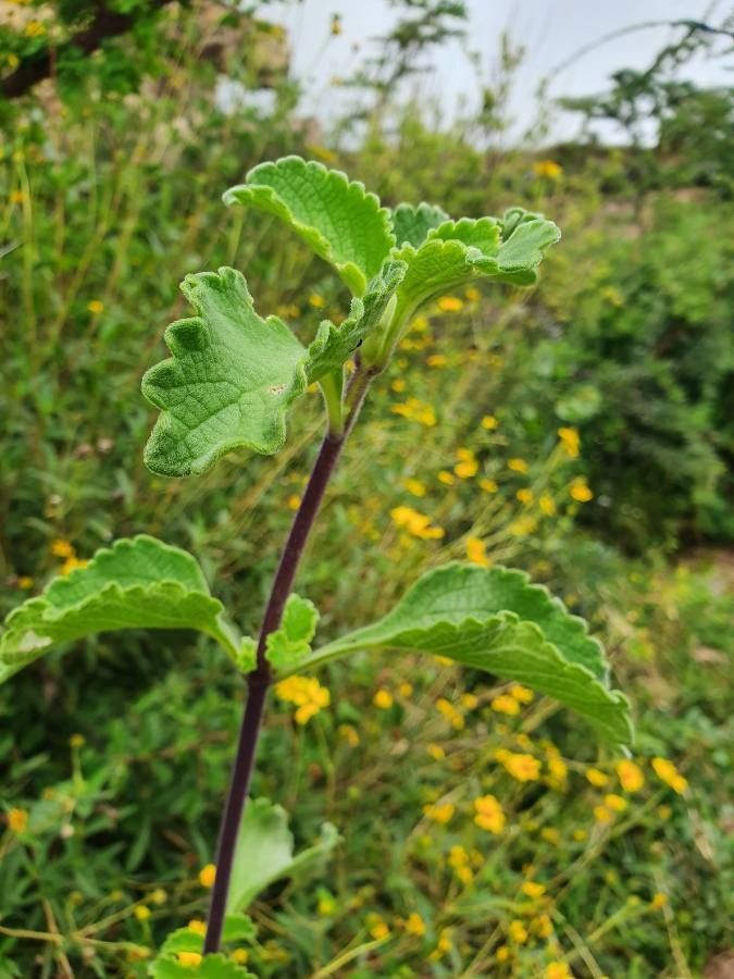 Plectranthus comosus leaf