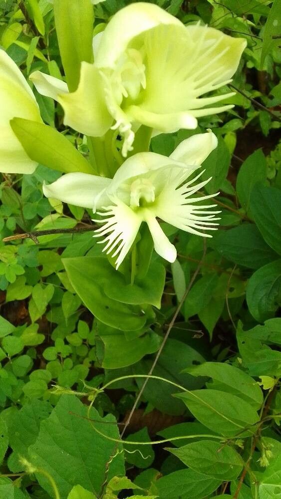 Habenaria arietina — houseplant care guide
