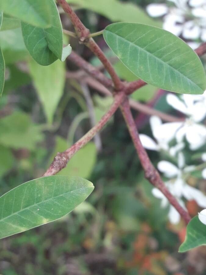 Euphorbia leucocephala bark