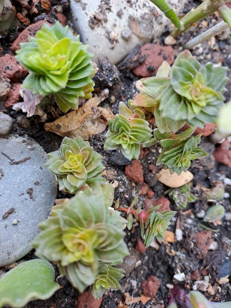 Crassula spp. — search result for 'Crassula'