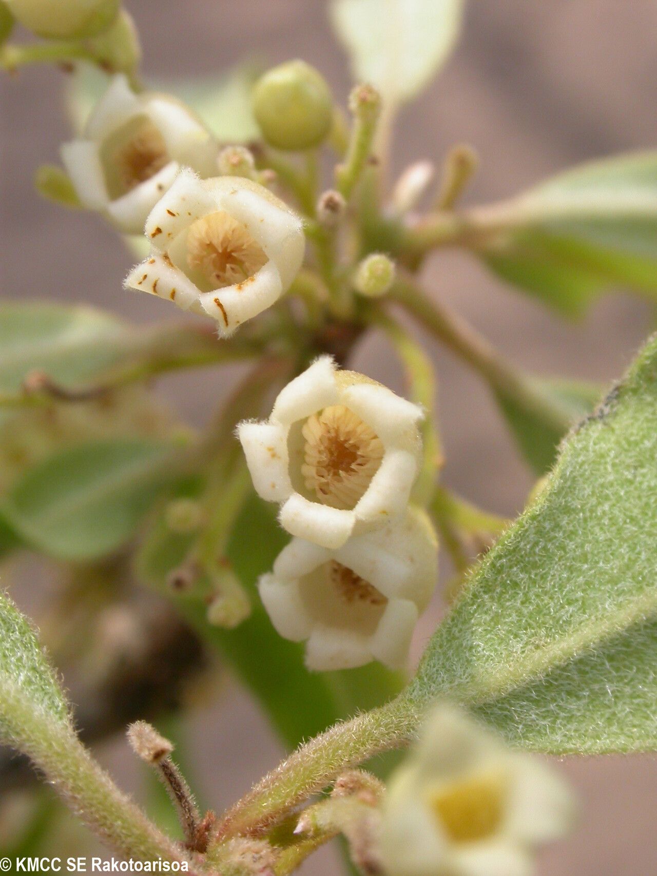 Diospyros greveana flower