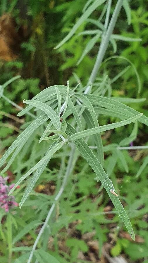 Agastache rupestris — search result for 'and Chihuahua'