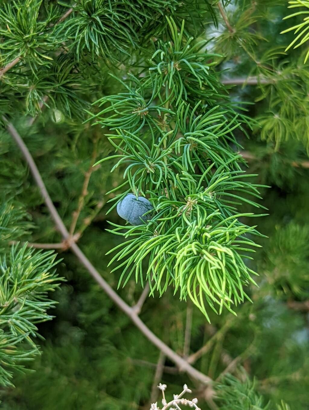 Asparagus retrofractus fruit