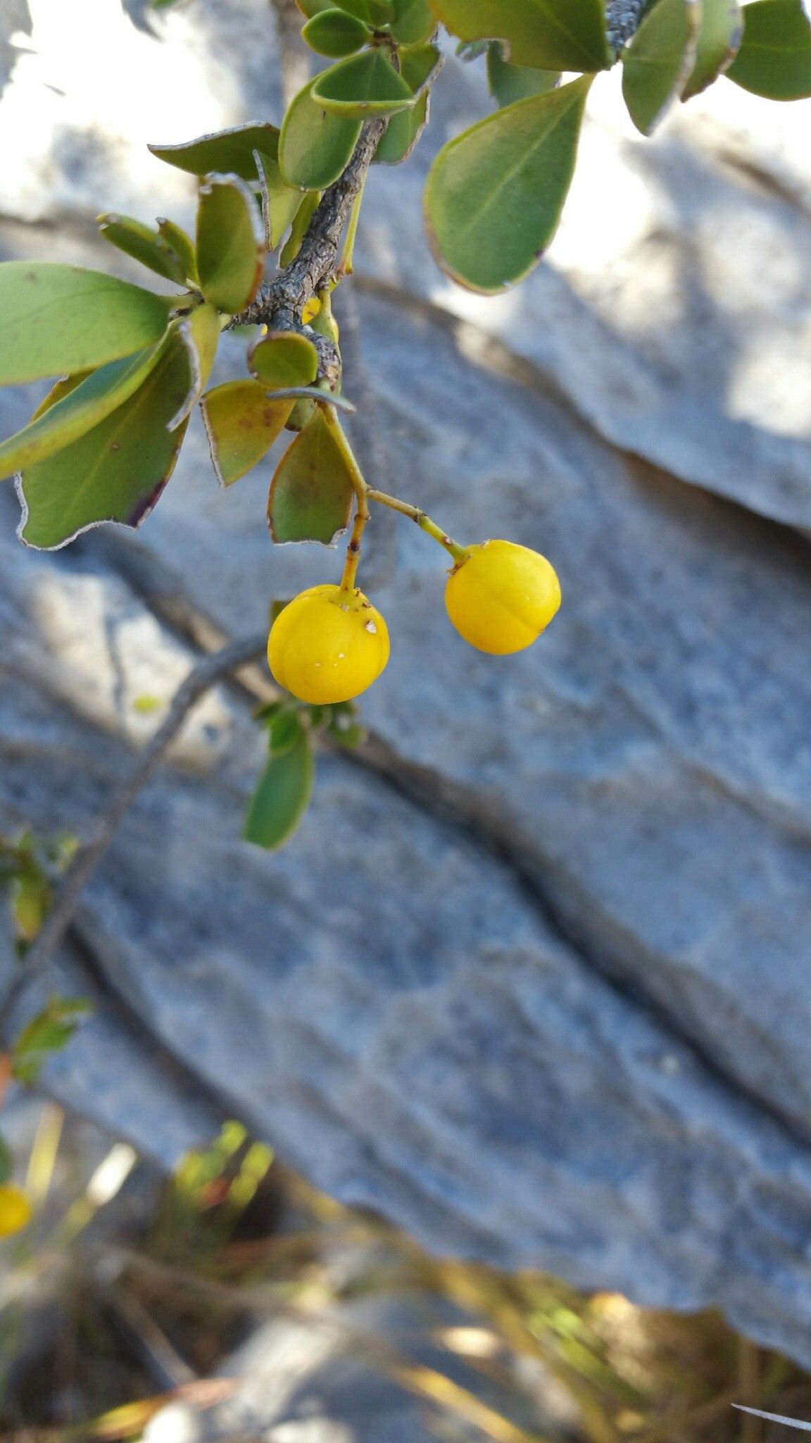 Gymnosporia divaricata — houseplant care guide