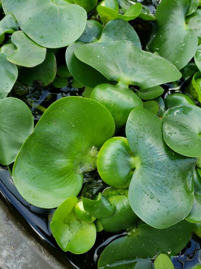 Nymphaea nouchali — search result for 'Lotus'