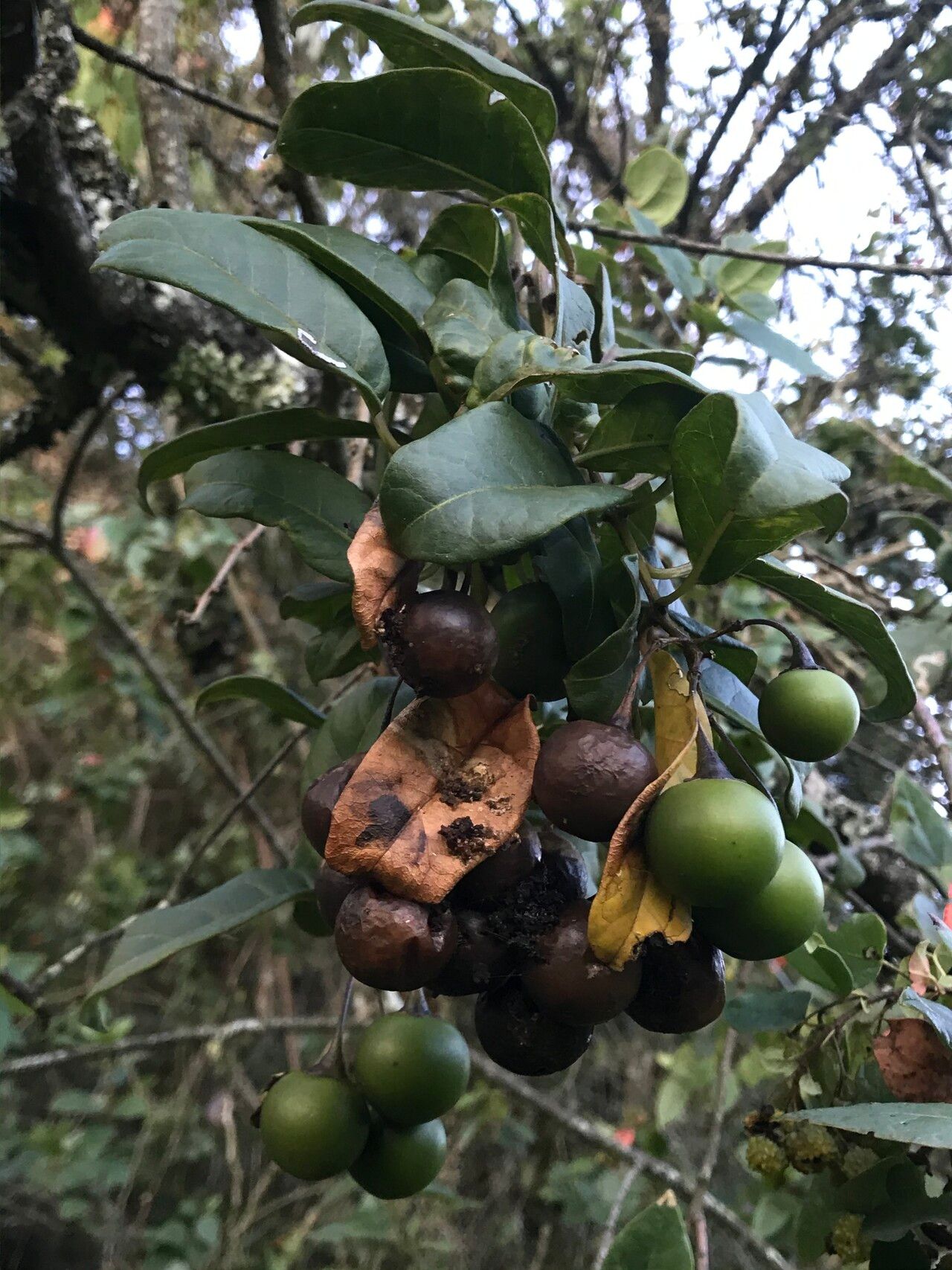 Solanum luculentum fruit