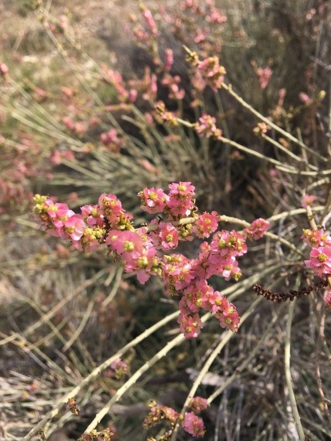 Salsola genistoides flower