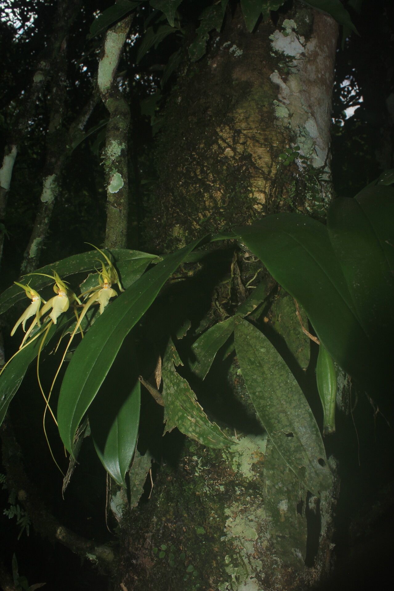 Brassia cochleata habit
