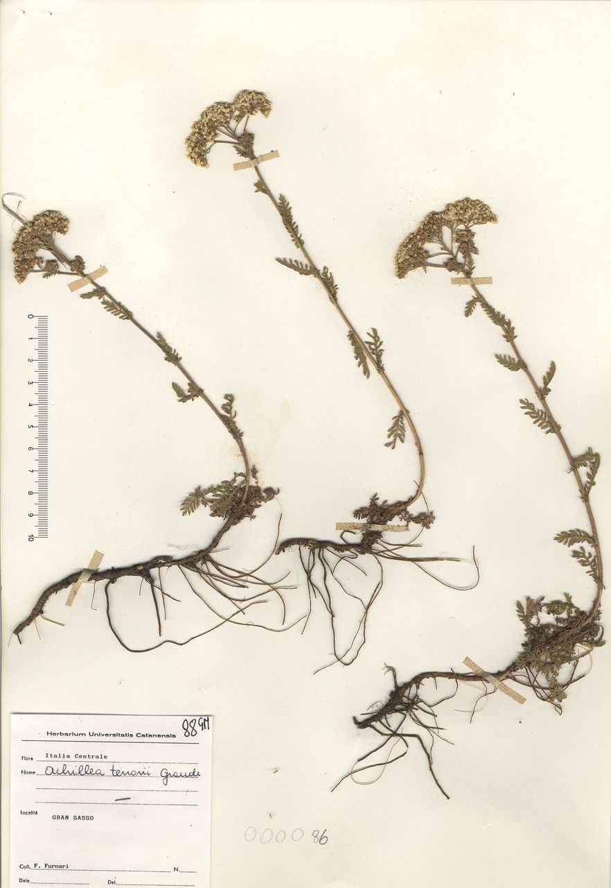 Achillea tenorei other