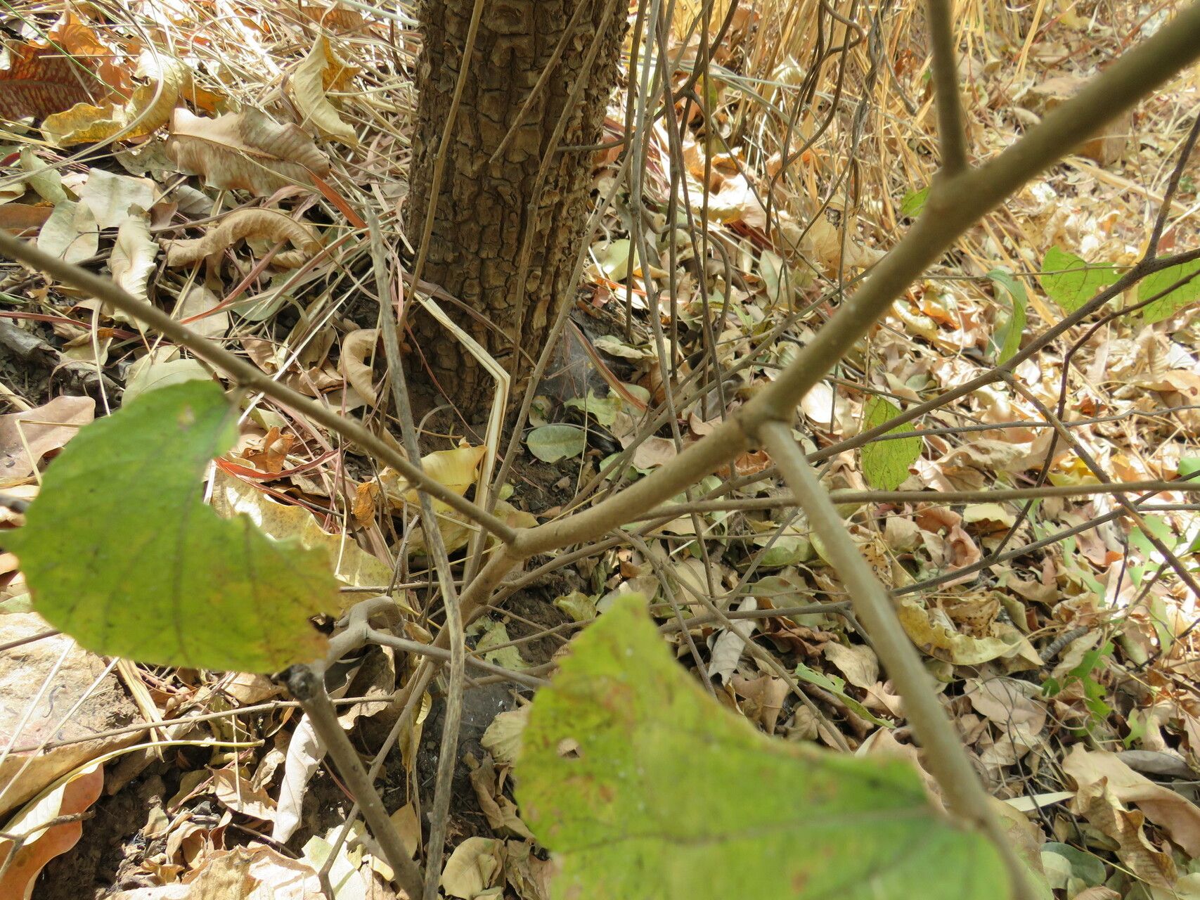 Bridelia scleroneura bark