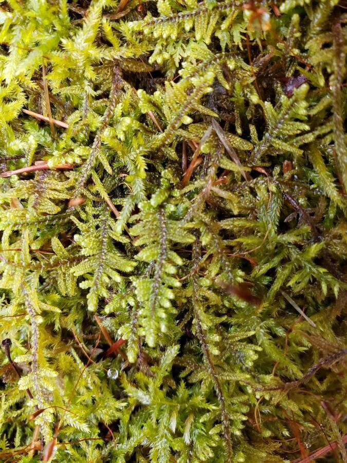 Selaginella apoda leaf