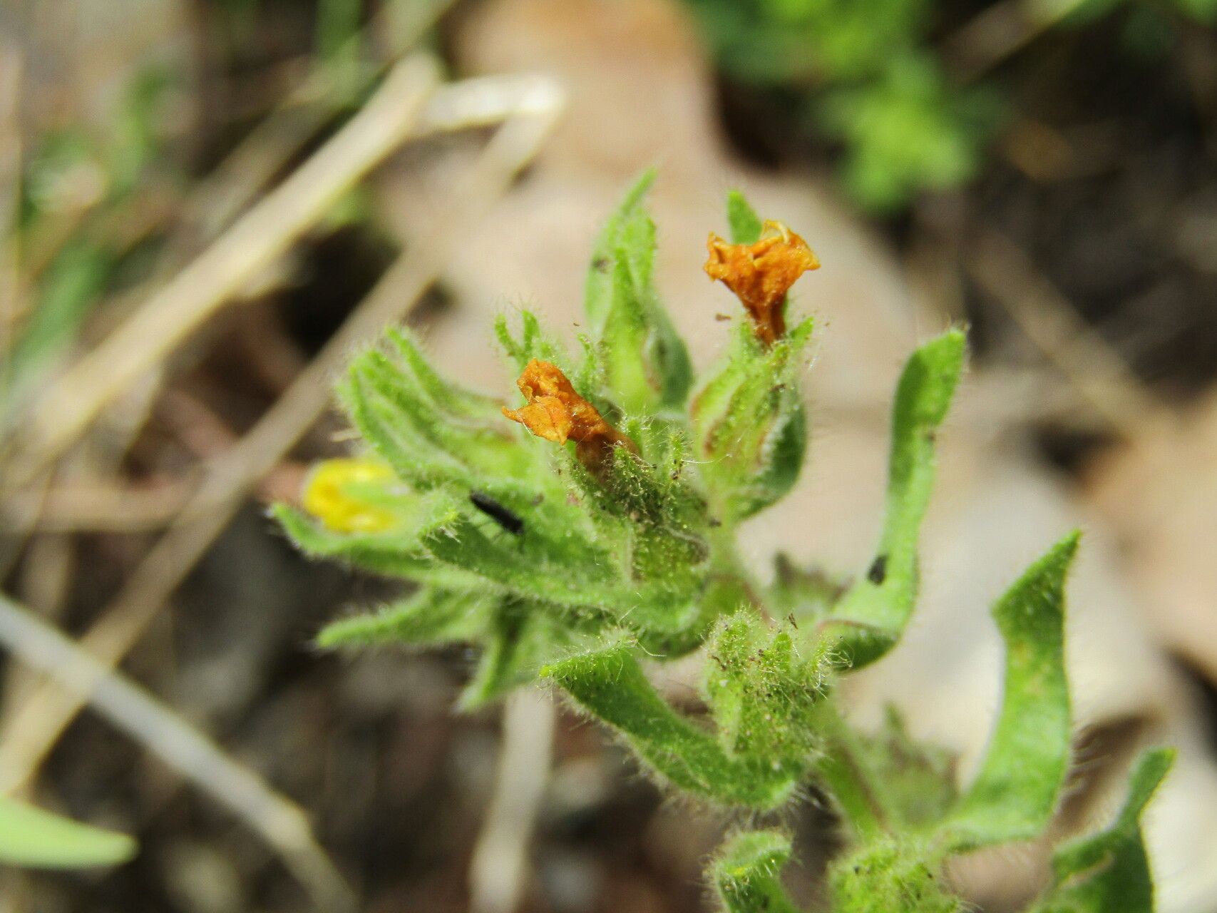 Alkanna stribrnyi other