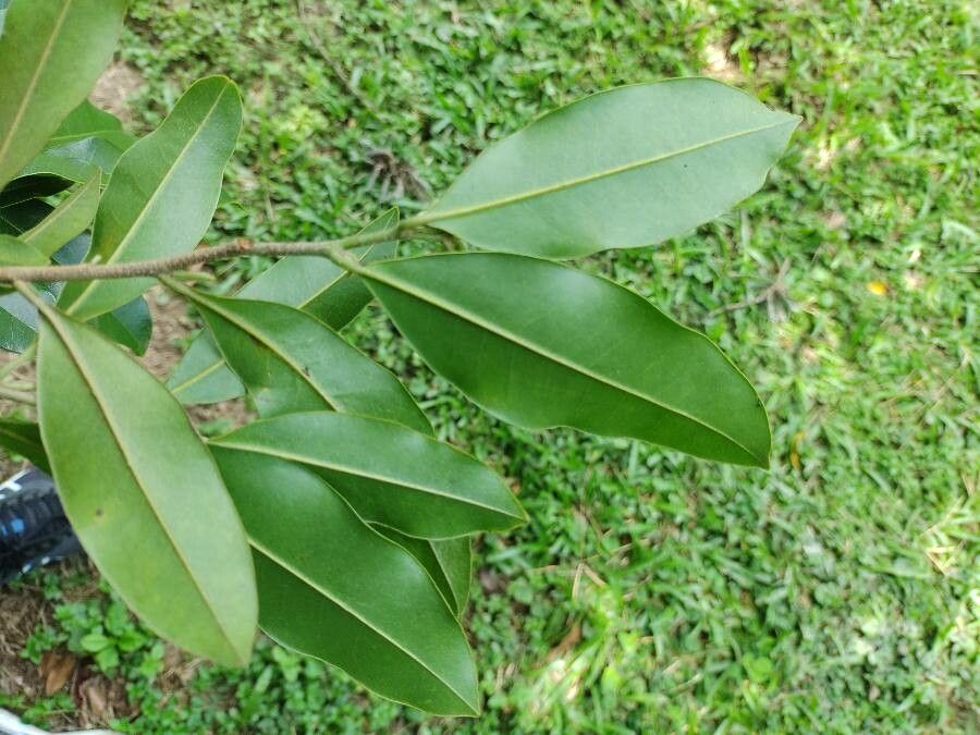 Duguetia lanceolata leaf