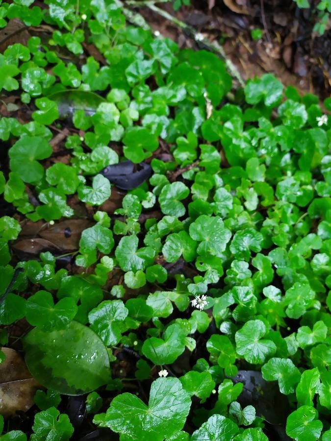 Hydrocotyle americana flower