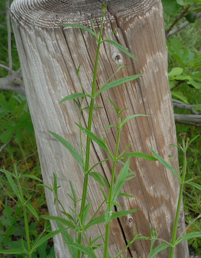 Verbena litoralis bark