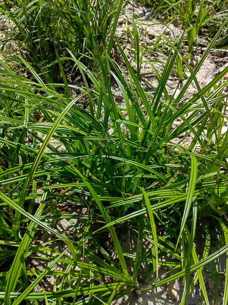 Scirpus radicans — soil improver houseplant