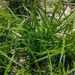 Scirpus radicans