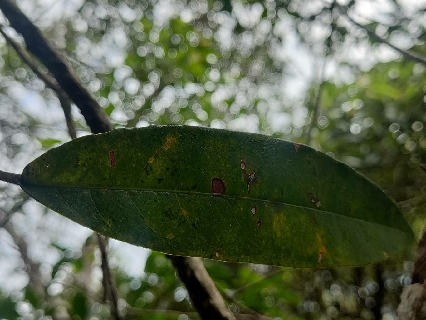 Passiflora maguirei — houseplant care guide