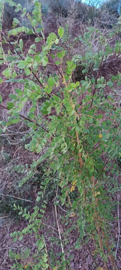 Colutea arborescens leaf