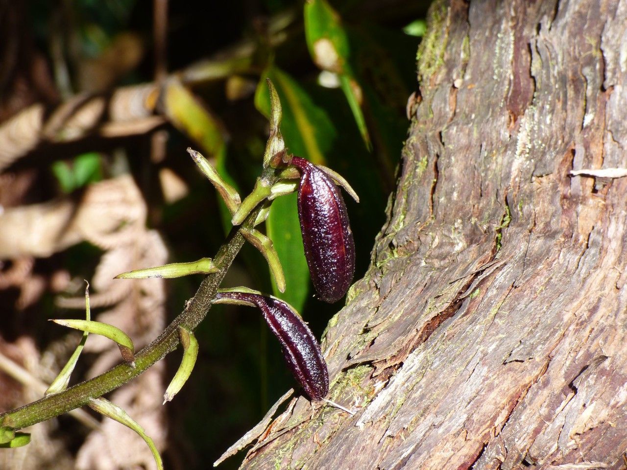 Calanthe sylvatica fruit