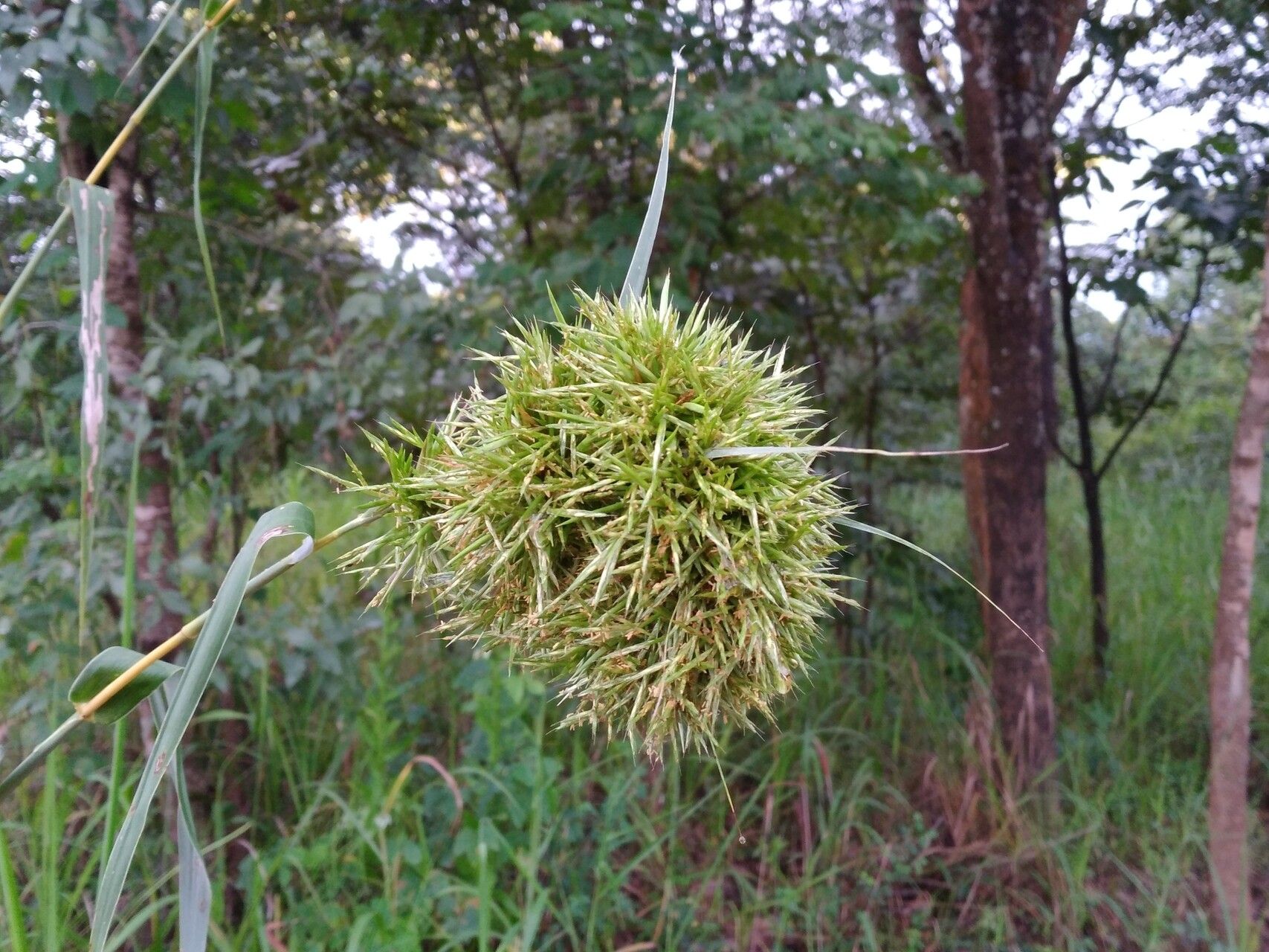 Cymbopogon densiflorus