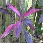 Cordyline fruticosa
