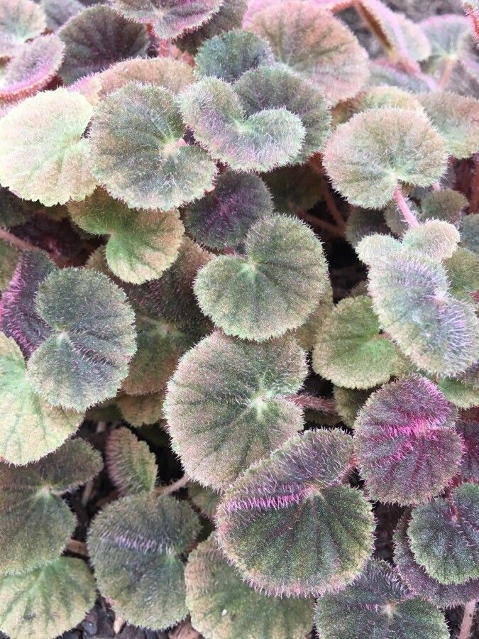 Begonia hoehneana leaf