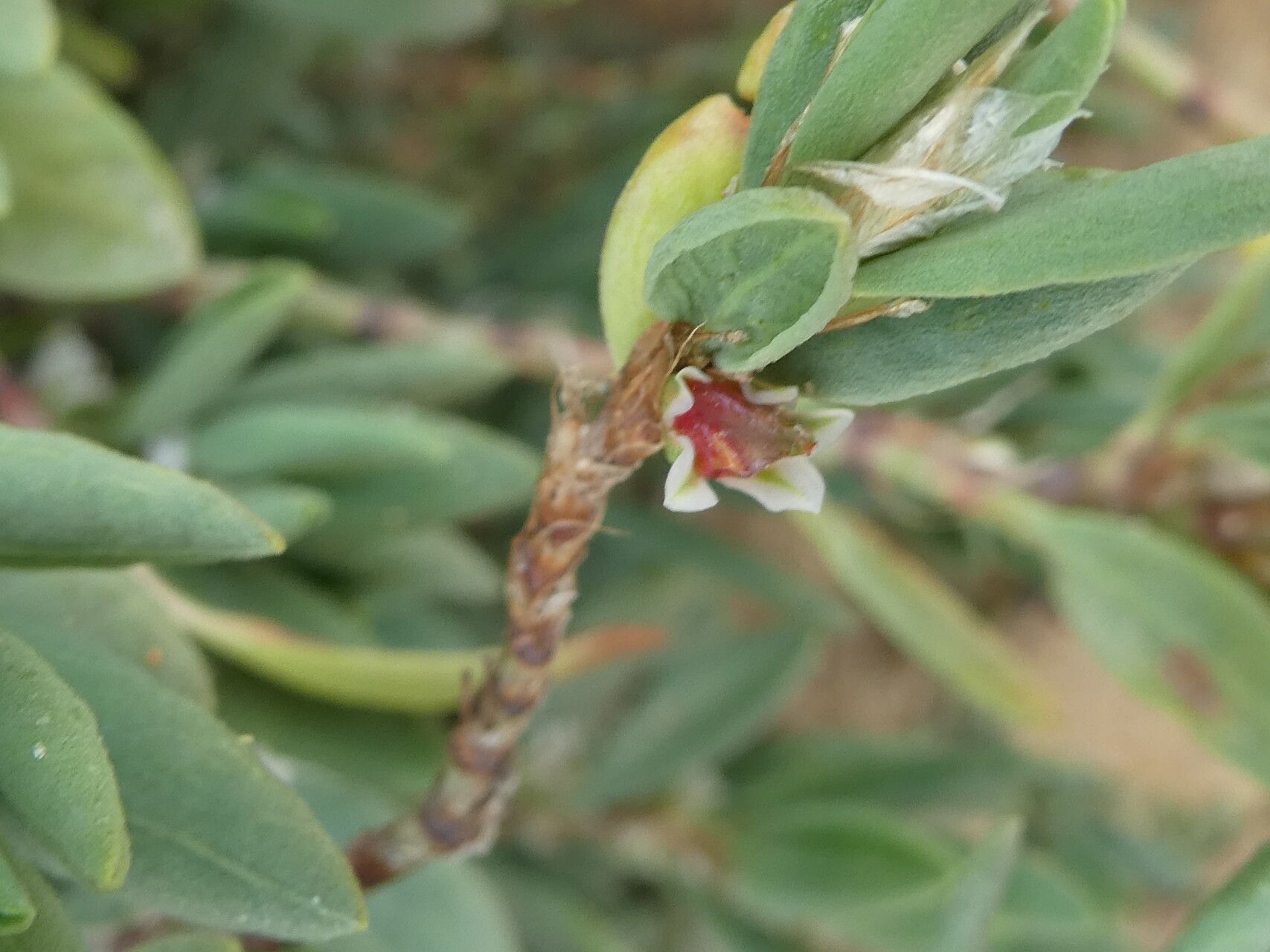Polygonum maritimum fruit