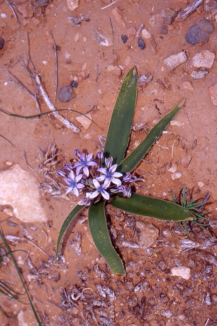 Scilla villosa habit
