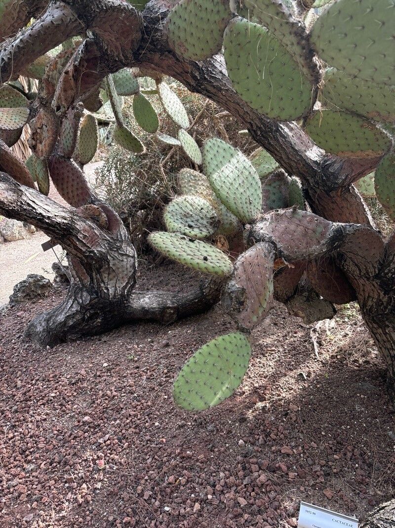 Opuntia deamii — houseplant care guide