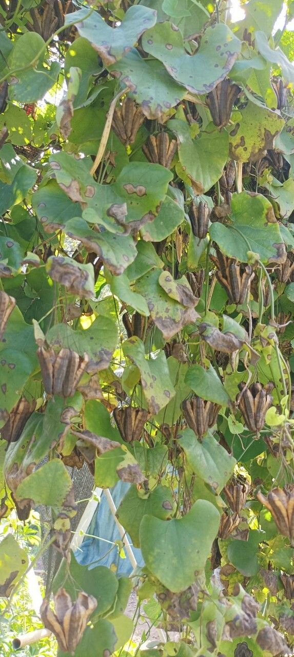 Aristolochia ringens fruit