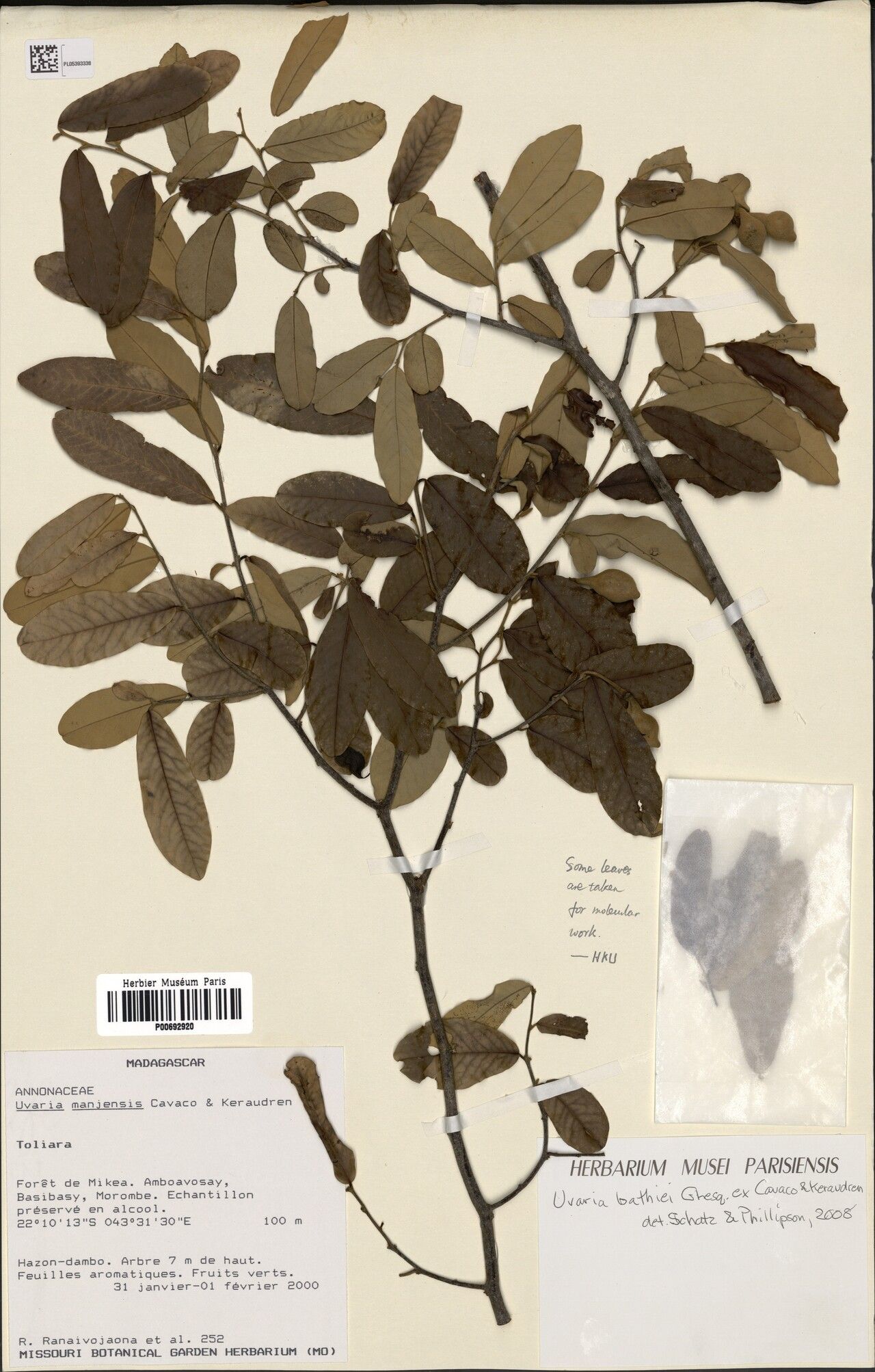 Uvaria bathiei — houseplant care guide