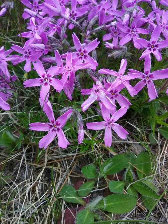 Phlox cuspidata — search result for 'Phlox'