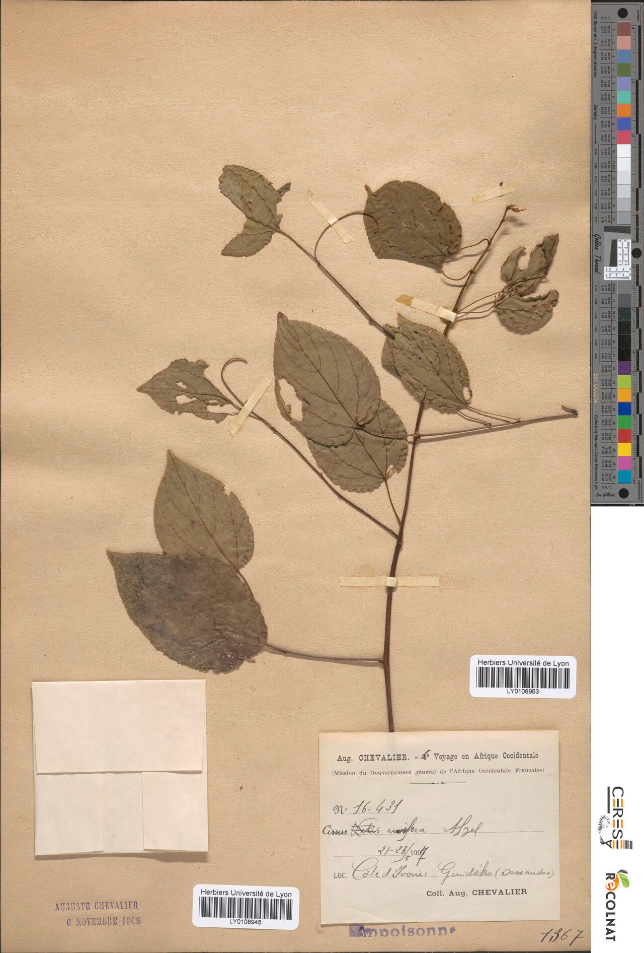 Cissus uvifer — houseplant care guide