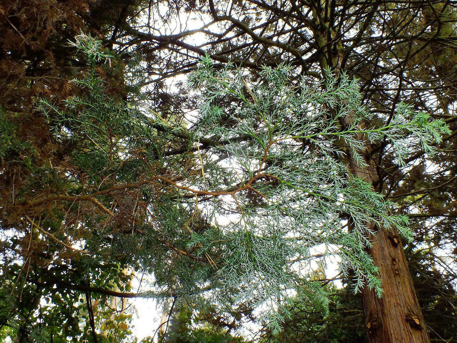 Juniperus cedrus leaf