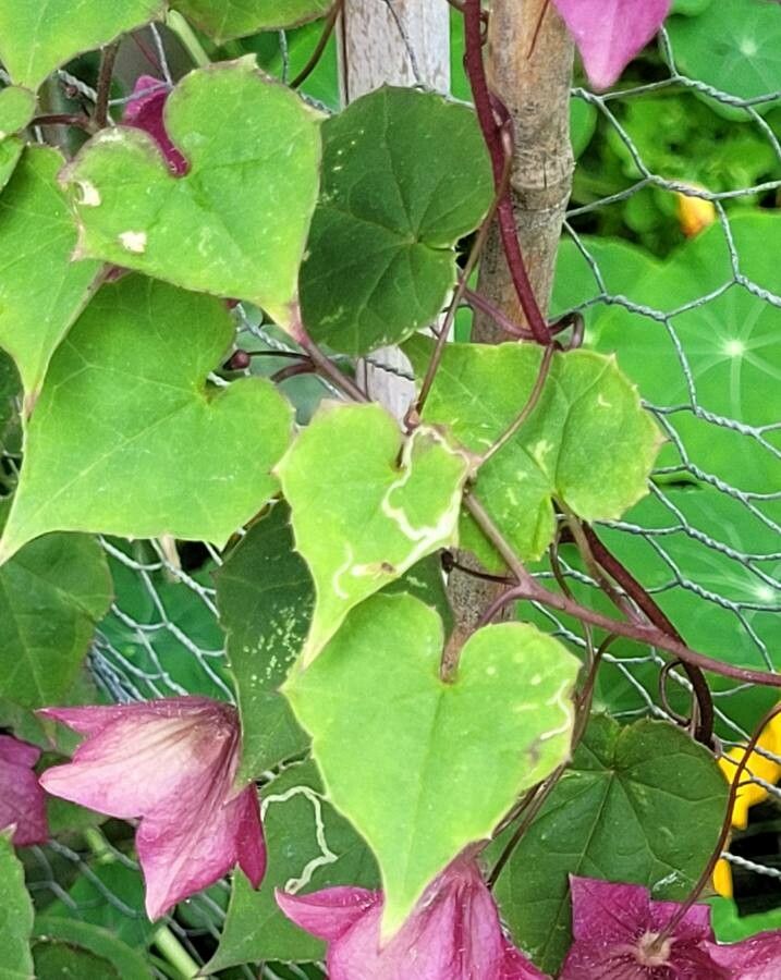 Rhodochiton atrosanguineum leaf